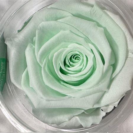 <h4>Pr 1 Gre89 Xl</h4>