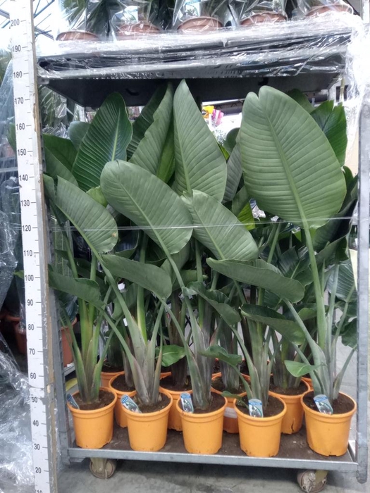 <h4>Strelitzia nicolai</h4>