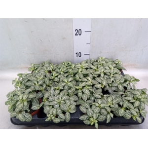 Fittonia  'Mosaic Whisper'