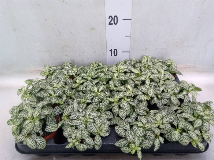 <h4>Fittonia  'Mosaic Whisper'</h4>