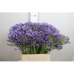 Agap Blue Giant
