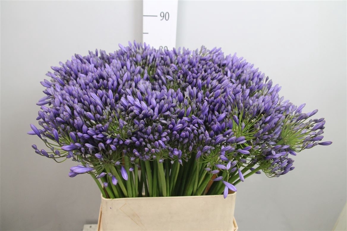 <h4>Agap Blue Giant</h4>