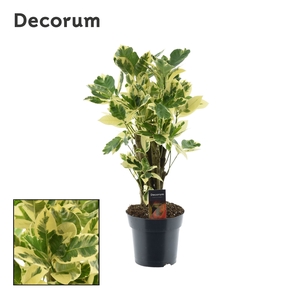 Croton Eburneum vertakt (Decorum)