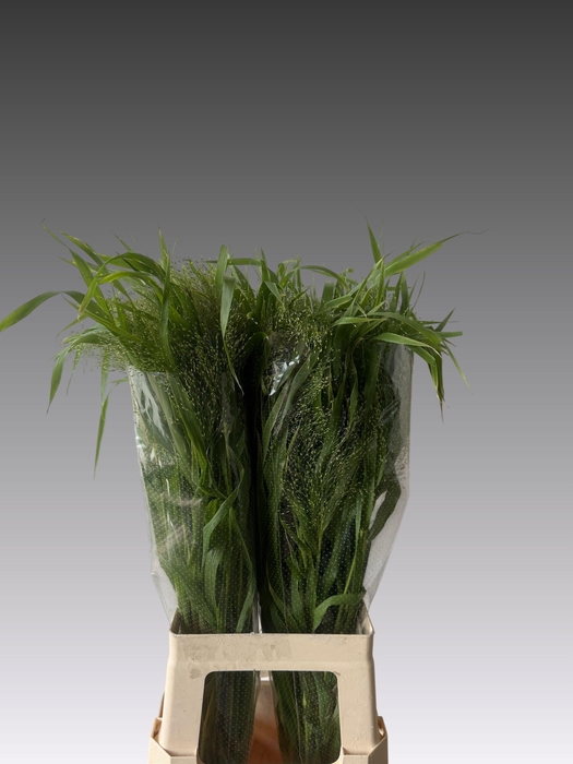 <h4>PANIC VI FONTAINE</h4>