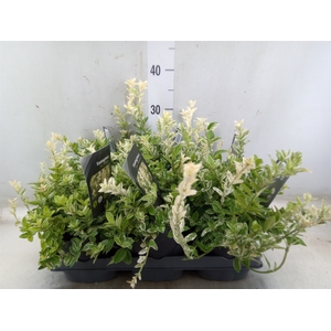 Euonymus fortunei 'Harlequin'