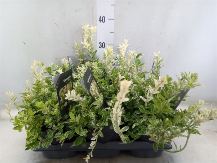 <h4>Euonymus fortunei 'Harlequin'</h4>