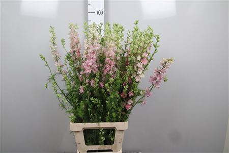 <h4>Cons R Q Light Pink</h4>