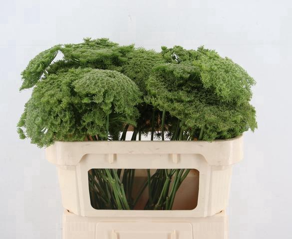 <h4>AMMI VIS GREEN MIST</h4>