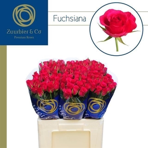R GR FUCHSIANA 60