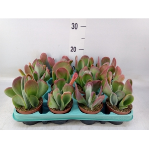 Kalanchoe NF   ...
