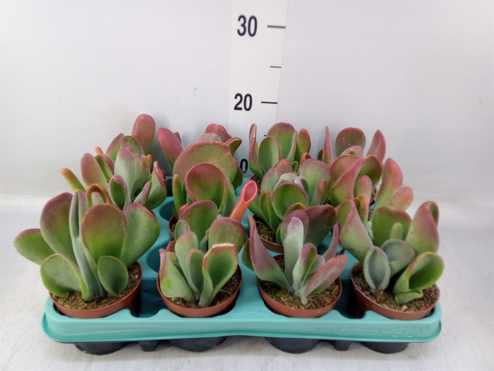 <h4>Kalanchoe NF   ...</h4>