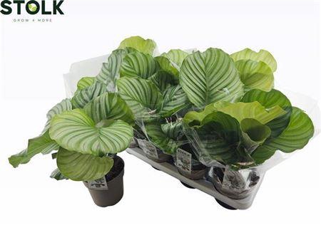 <h4>Calat Orbifolia</h4>