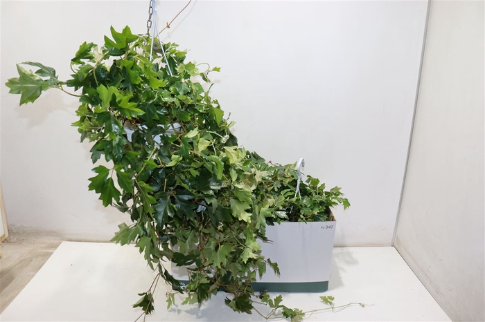 <h4>Cissus Rh Ellen Dan</h4>