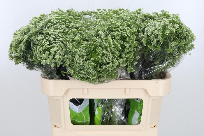 <h4>Ammi Vis Casablanca</h4>