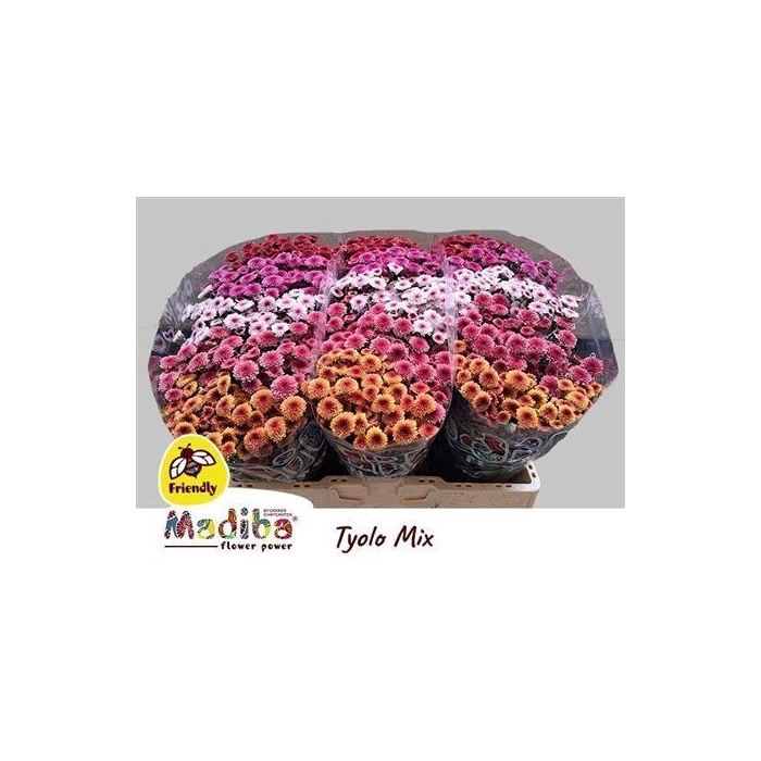 <h4>Chr S Madiba Tyolo Mix</h4>