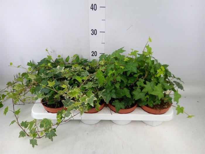 <h4>Hedera   ...mix</h4>