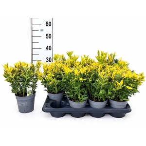 Euonymus Japonicus