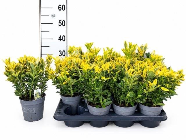 <h4>Euonymus Japonicus</h4>