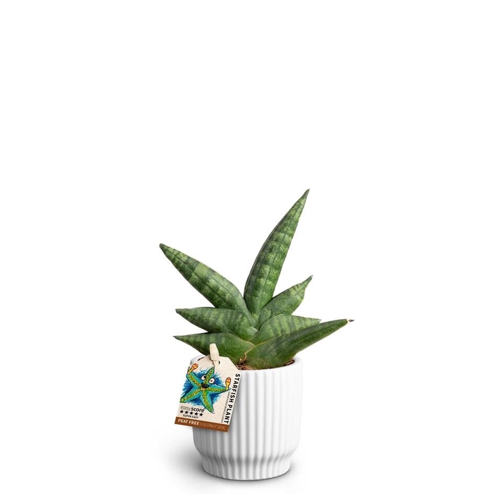 <h4>SANSEVIERIA BONCELLENSIS P7 NORDIC W</h4>