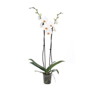 Phalaenopsis overig wit