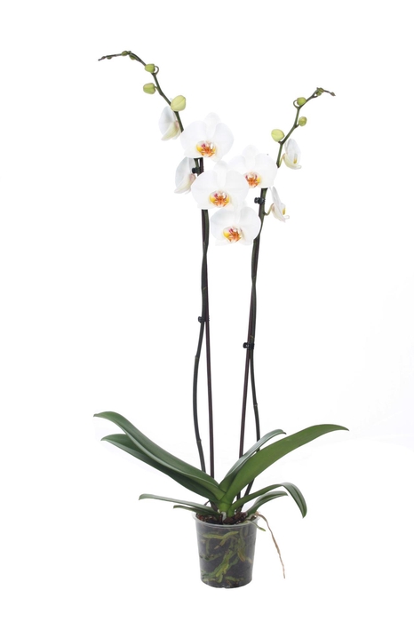 <h4>Phalaenopsis overig wit</h4>