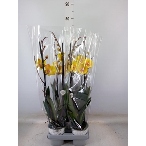 Phalaenopsis  'Manta Palau'