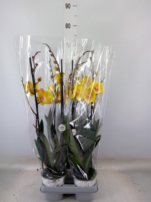 <h4>Phalaenopsis 'Manta Palau'</h4>