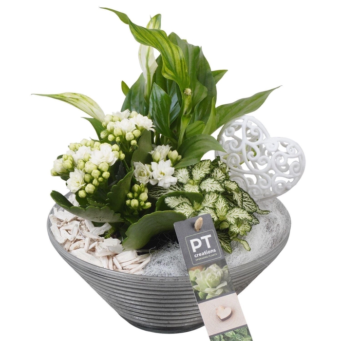 <h4>Arr.    Planten  L%</h4>