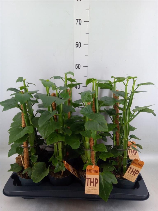 <h4>Cissus   ...</h4>