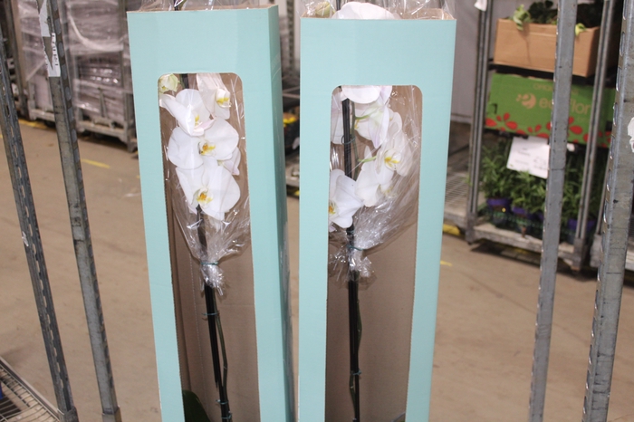 <h4>PHALAENOPSIS P24 MAJORIS BRANCO</h4>