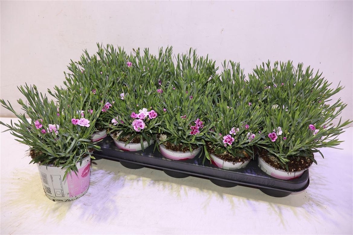 <h4>Dian Di Pink Kisses</h4>