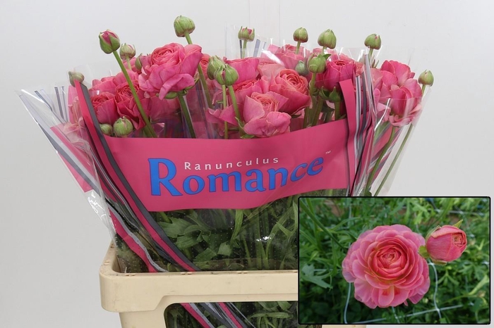 <h4>RAN ROMANCE NOHANT</h4>