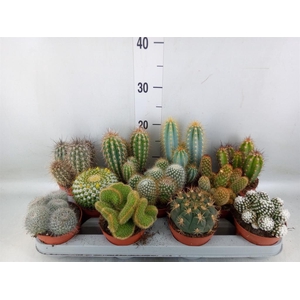 Cactus   ...mix