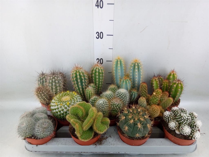 <h4>Cactus   ...mix</h4>