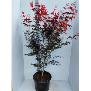 Acer palmatum Red Emperor