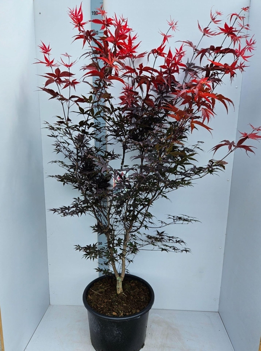 <h4>Acer palmatum Red Emperor</h4>