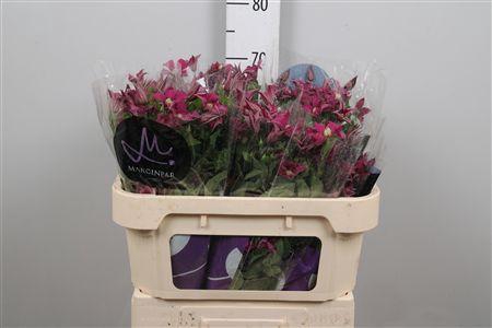 <h4>Clem Amazing Kyiv</h4>