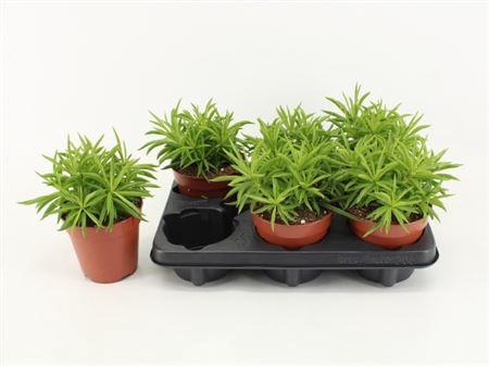 <h4>Peperomia overig</h4>