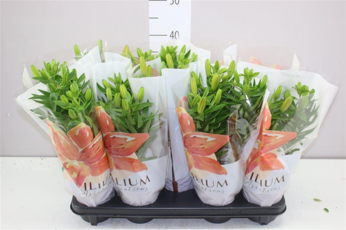 <h4>Lil Az Gemengd 3pp</h4>