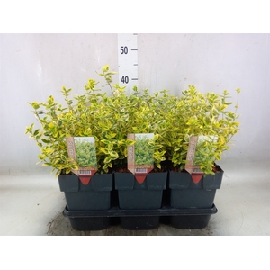 Euonymus fortunei 'Emerald n Gold'