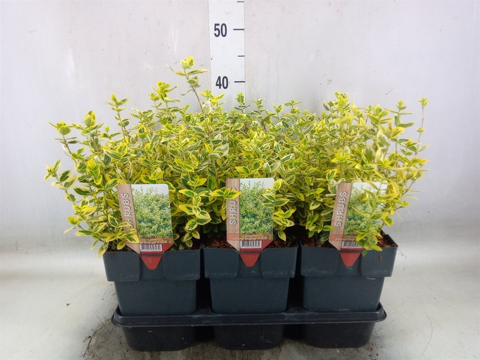 <h4>Euonymus fortunei 'Emerald n Gold'</h4>