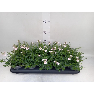 Diascia  'Piccadilly Appleblossom'