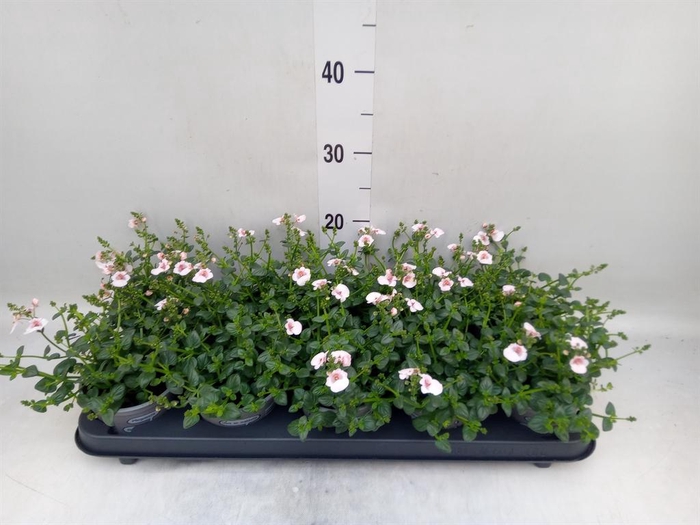 <h4>Diascia  'Piccadilly Appleblossom'</h4>