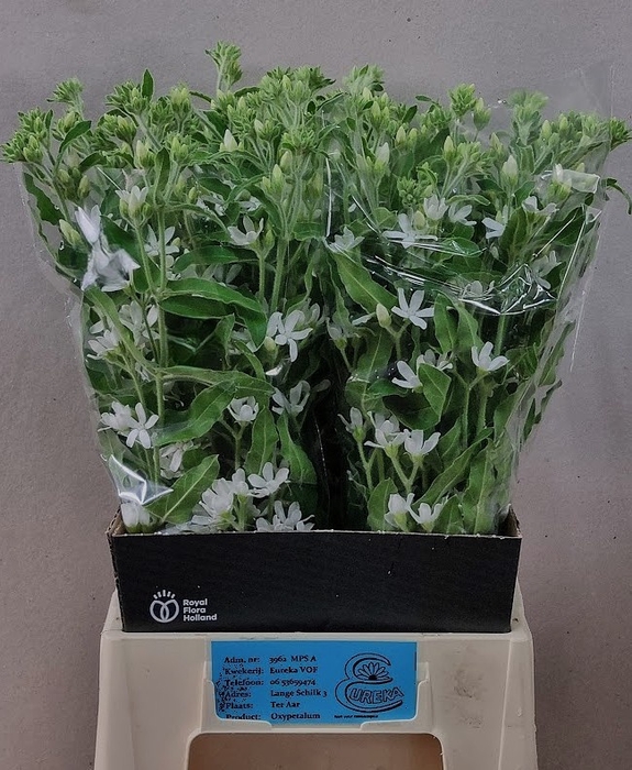 <h4>Oxypetalum Alba Eureka</h4>
