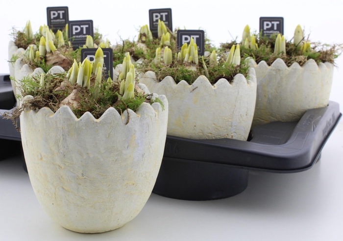 <h4>ARR N TETE A TETE</h4>