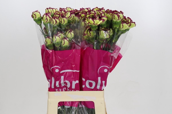 Dianthus St Extravaganza