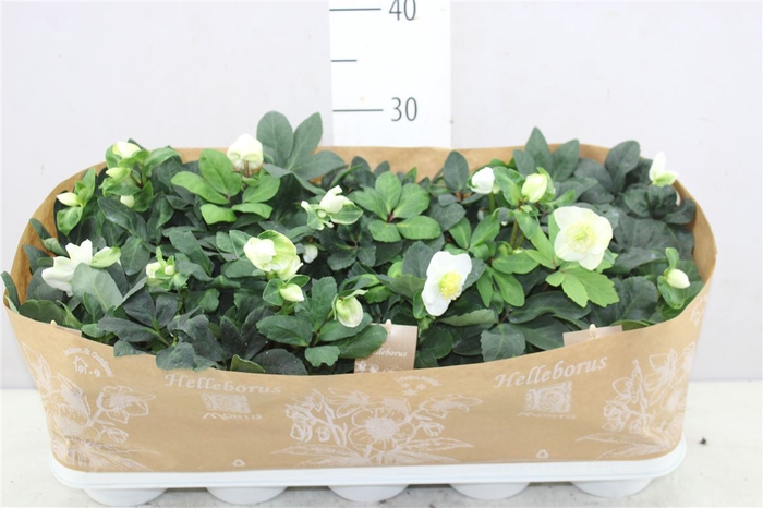 Helleborus Ni Chr Carol 12+