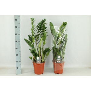 ZAMIO ZAMIIFOLIA