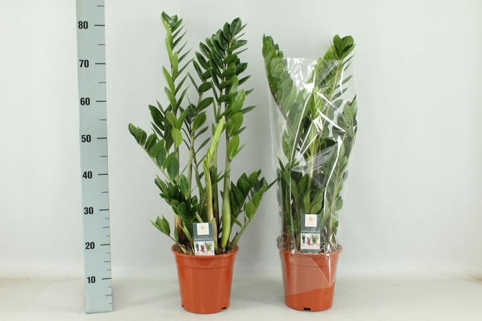 <h4>ZAMIO ZAMIIFOLIA</h4>