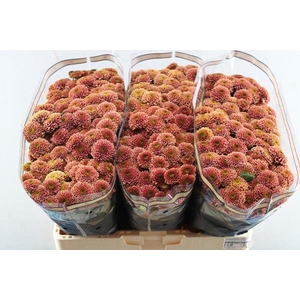 Chr San Doria Cherry